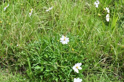 Cosmos diversifolius, photographed by Neptalí Ramírez Marcial