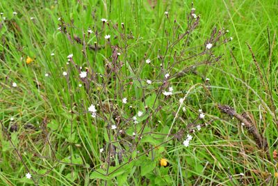 Stevia elatior, photographed by Neptalí Ramírez Marcial