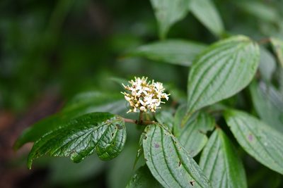Cornus excelsa, photographed by Neptalí Ramírez Marcial