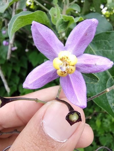 Solanum dulcamaroides, photographed by Abraham Sánchez Romero
