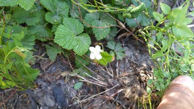 Rubus lasiococcus, photographed by Noland Martin