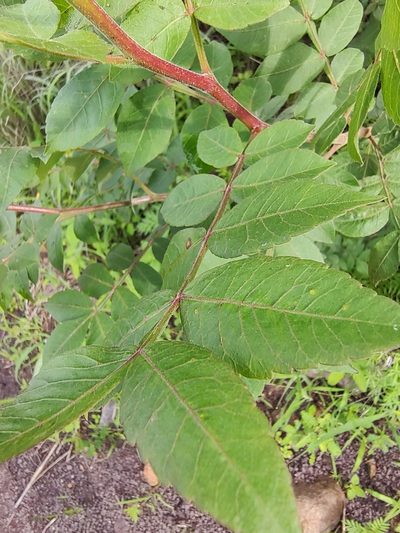Bursera ariensis, photographed by Abraham Sánchez Romero