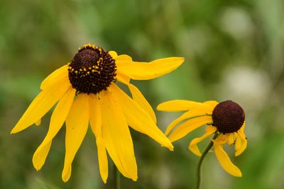 Rudbeckia grandiflora, photographed by Jay Pruett