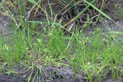 Androsace filiformis, photographed by Tatiana Strus