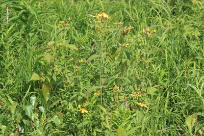 Hypericum ascyron, photographed by Tatiana Strus