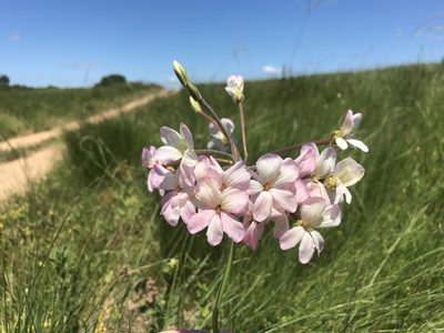 Pelargonium luridum, photographed by Sam McCarren