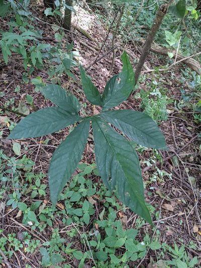 Xanthosoma wendlandii, photographed by Jake Rehage