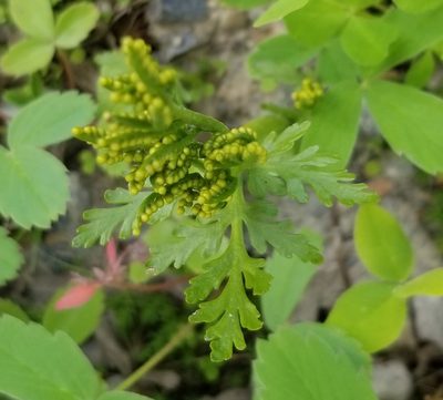 Botrychium lanceolatum, photographed by Syd Cannings