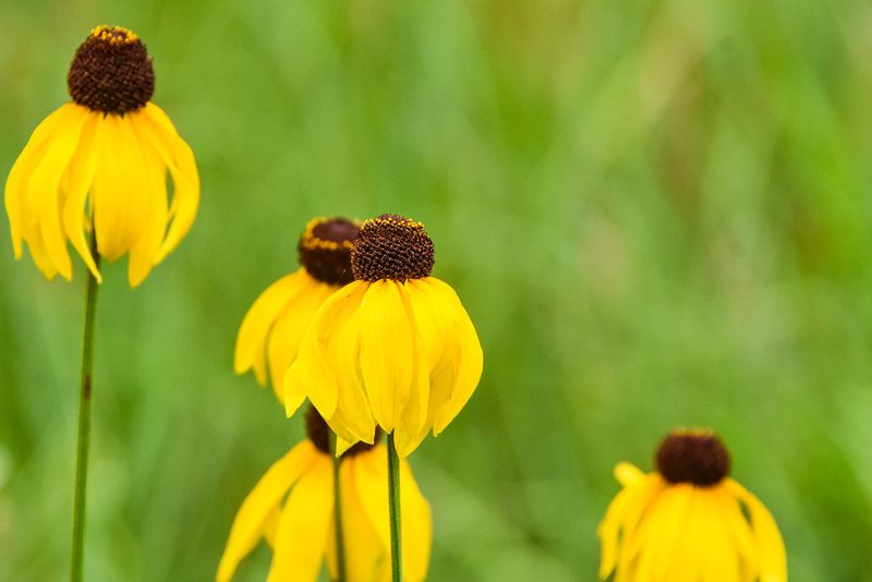 Rudbeckia grandiflora, photographed by Jay Pruett
