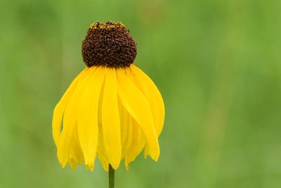 Rudbeckia grandiflora, photographed by Jay Pruett