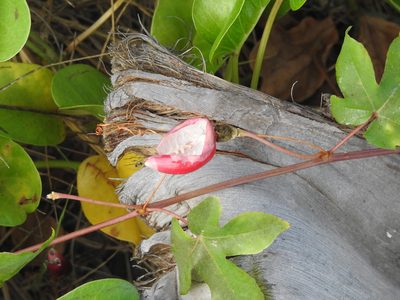 Passiflora hibiscifolia, photographed by Diana Fuentes