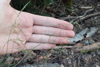 Glyceria striata, photographed by Quinten Wiegersma