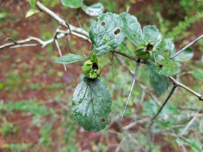 Crataegus uniflora, photographed by Leila Dasher