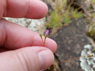 Phemeranthus teretifolius, photographed by Leila Dasher