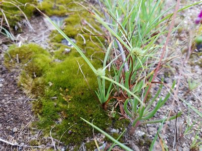Cyperus granitophilus, photographed by Leila Dasher