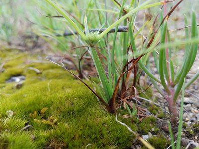Cyperus granitophilus, photographed by Leila Dasher