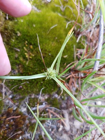 Cyperus granitophilus, photographed by Leila Dasher