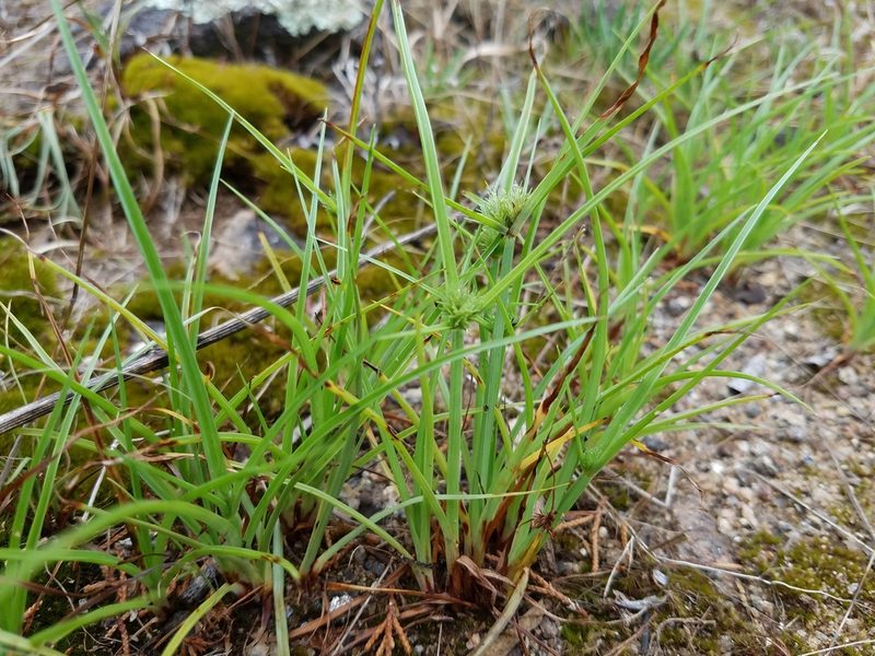 Cyperus granitophilus, photographed by Leila Dasher