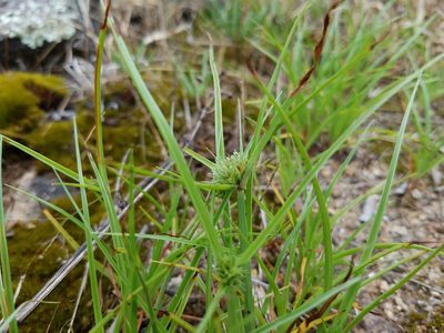 Cyperus granitophilus, photographed by Leila Dasher