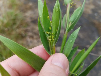 Dichanthelium scoparium, photographed by Leila Dasher
