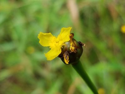 Xyris difformis, photographed by Leila Dasher