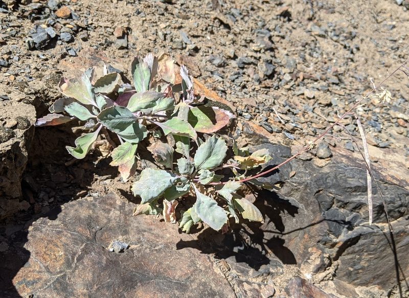 Streptanthus fenestratus, photographed by Zac Peterson
