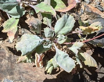 Streptanthus fenestratus, photographed by Zac Peterson