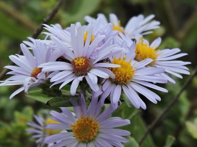Symphyotrichum chilense, photographed by Alex