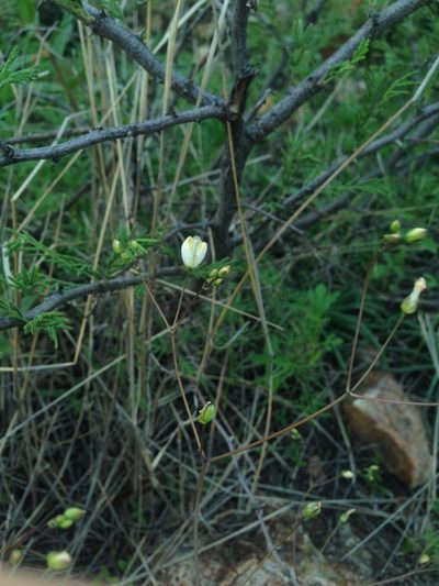 Phemeranthus palmeri, photographed by Oscar C. González Martínez