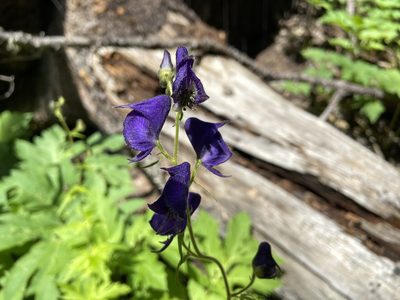 Aconitum columbianum, photographed by Reid Hardin