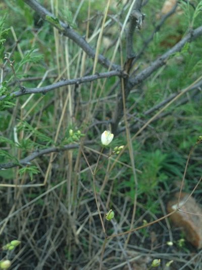 Phemeranthus palmeri, photographed by Oscar C. González Martínez