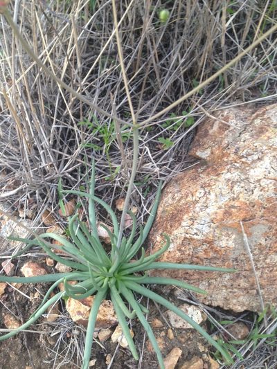 Phemeranthus palmeri, photographed by Oscar C. González Martínez