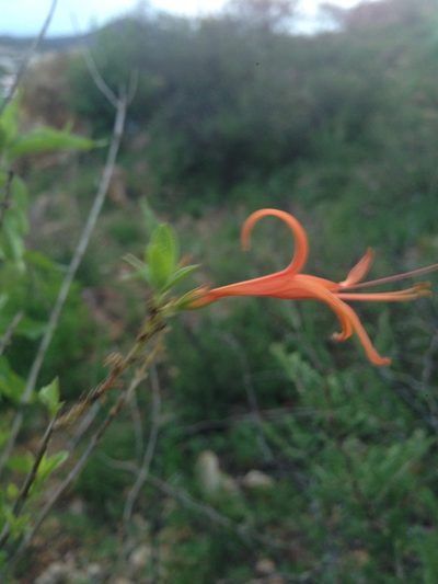 Anisacanthus linearis, photographed by Oscar C. González Martínez