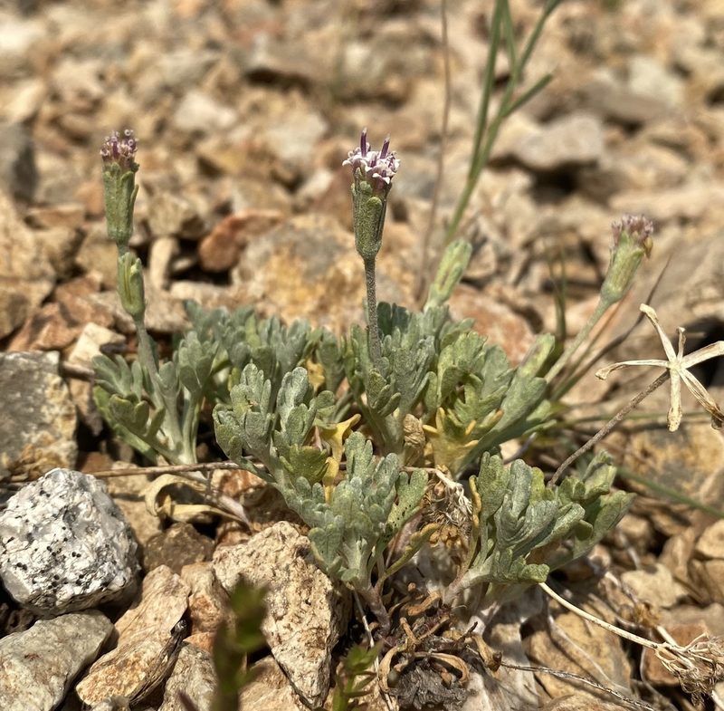Chaenactis evermannii, photographed by Matt Berger