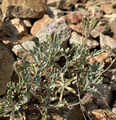 Chaenactis evermannii, photographed by Matt Berger