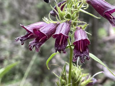 Penstemon whippleanus, photographed by Reid Hardin