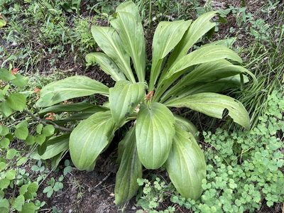 Frasera speciosa, photographed by Reid Hardin