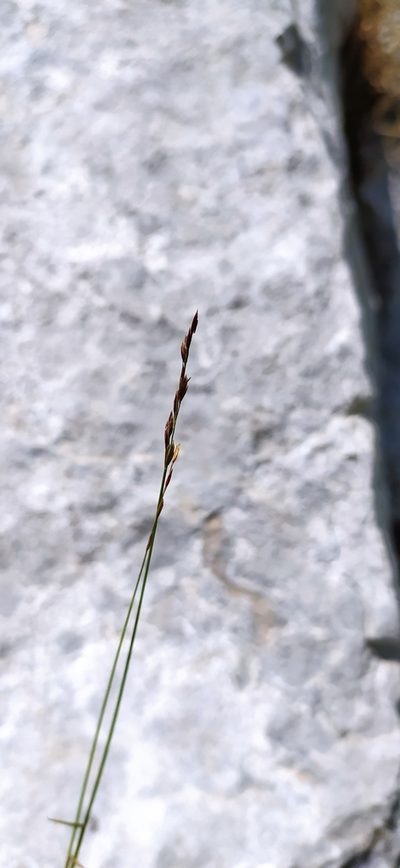 Poa sterilis, photographed by Алексей Ябс