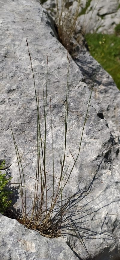 Poa sterilis, photographed by Алексей Ябс
