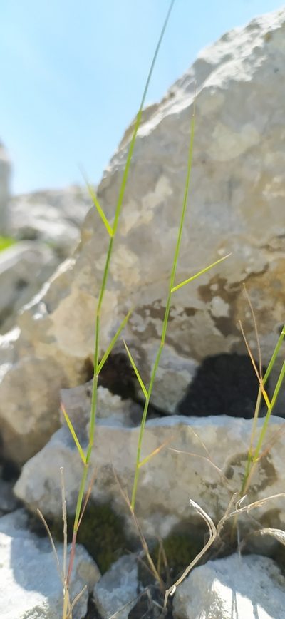Poa sterilis, photographed by Алексей Ябс