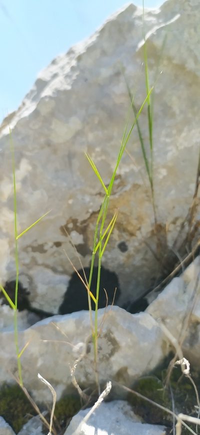 Poa sterilis, photographed by Алексей Ябс