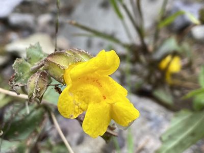 Erythranthe minor, photographed by Reid Hardin