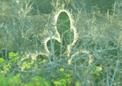 Opuntia galapageia, photographed by Judy Gallagher