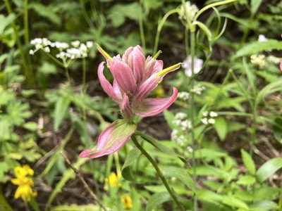 Castilleja rhexiifolia, photographed by Reid Hardin