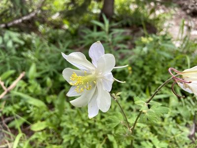Aquilegia coerulea, photographed by Reid Hardin