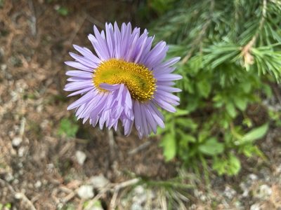 Erigeron glacialis, photographed by Reid Hardin