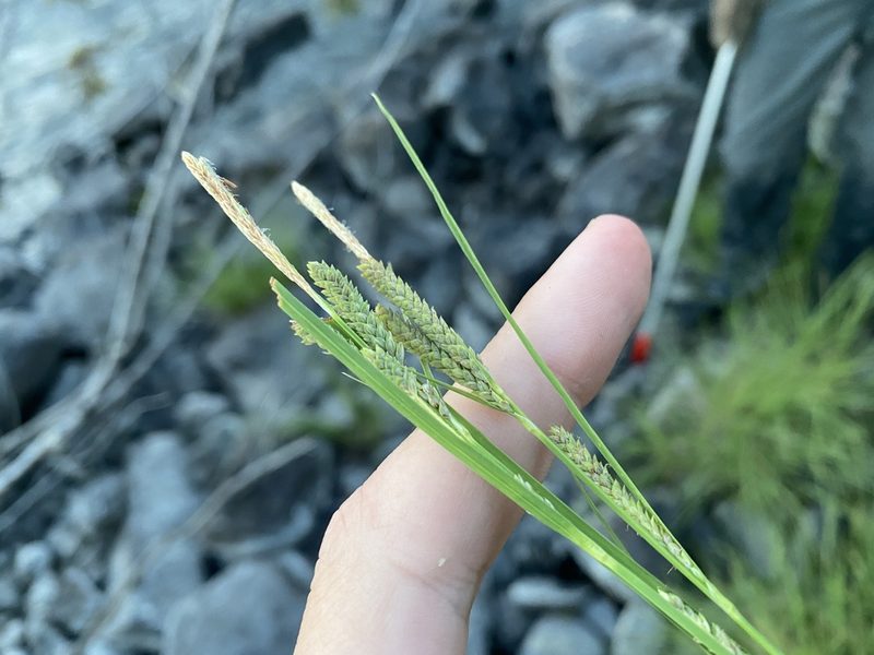 Carex lenticularis, photographed by Quinten Wiegersma