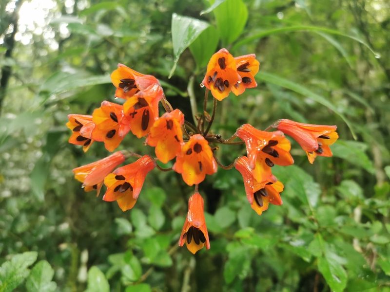 Bomarea acutifolia, photographed by Juan Carlos Pérez Magaña