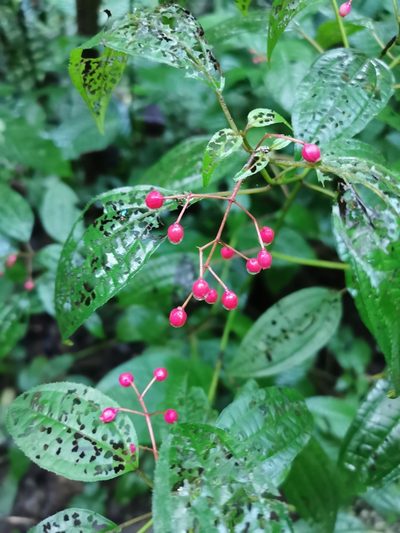 Miconia cornoides, photographed by Juan Carlos Pérez Magaña