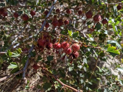 Ribes roezlii, photographed by Zac Peterson